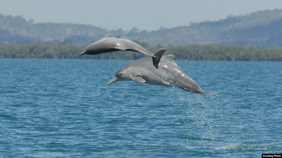 Two individual animals from an as-of-yet unnamed species of humpback dolphin are shown in the waters off northern Australia. (Guido Parra)
