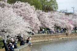 Visitors walk by cherry blossom trees in full bloom at the tidal basin in Washington, Sunday, March 22, 2020. The trees are in full bloom this week and would traditionally draw large crowds. (AP Photo/Jose Luis Magana)