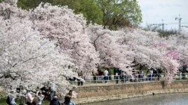Visitors walk by cherry blossom trees in full bloom at the tidal basin in Washington, Sunday, March 22, 2020. The trees are in full bloom this week and would traditionally draw large crowds. (AP Photo/Jose Luis Magana)
