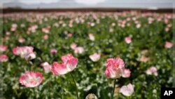 افزایش تولید تریاک در برما