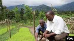 Rwenzori Mountains, Uganda. WWF has helped 574 farmers in the region plant 700,000 trees in its 5-year programme to replenish the bare hills.