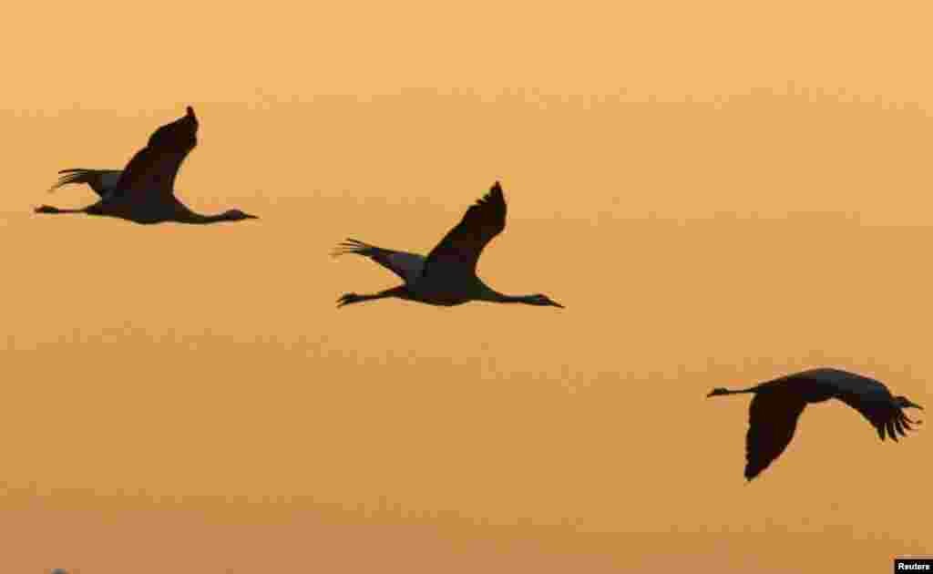 Migrating cranes fly over the Hula Lake Ornithology and Nature Park in northern Israel November 7