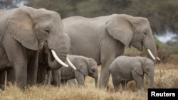Sekelompok gajah merumput saat Hari Gajah Sedunia, di Taman Nasional Amboseli, Kenya, 12 Agustus 2020. (REUTERS/Baz Ratner)