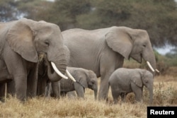 Sekawanan gajah di Taman Nasional Amboseli, Kenya, 12 Agustus 2020. (REUTERS/Baz Ratner)