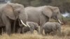 Sekelompok gajah merumput saat Hari Gajah Sedunia, di Taman Nasional Amboseli, Kenya, 12 Agustus 2020. (REUTERS/Baz Ratner)