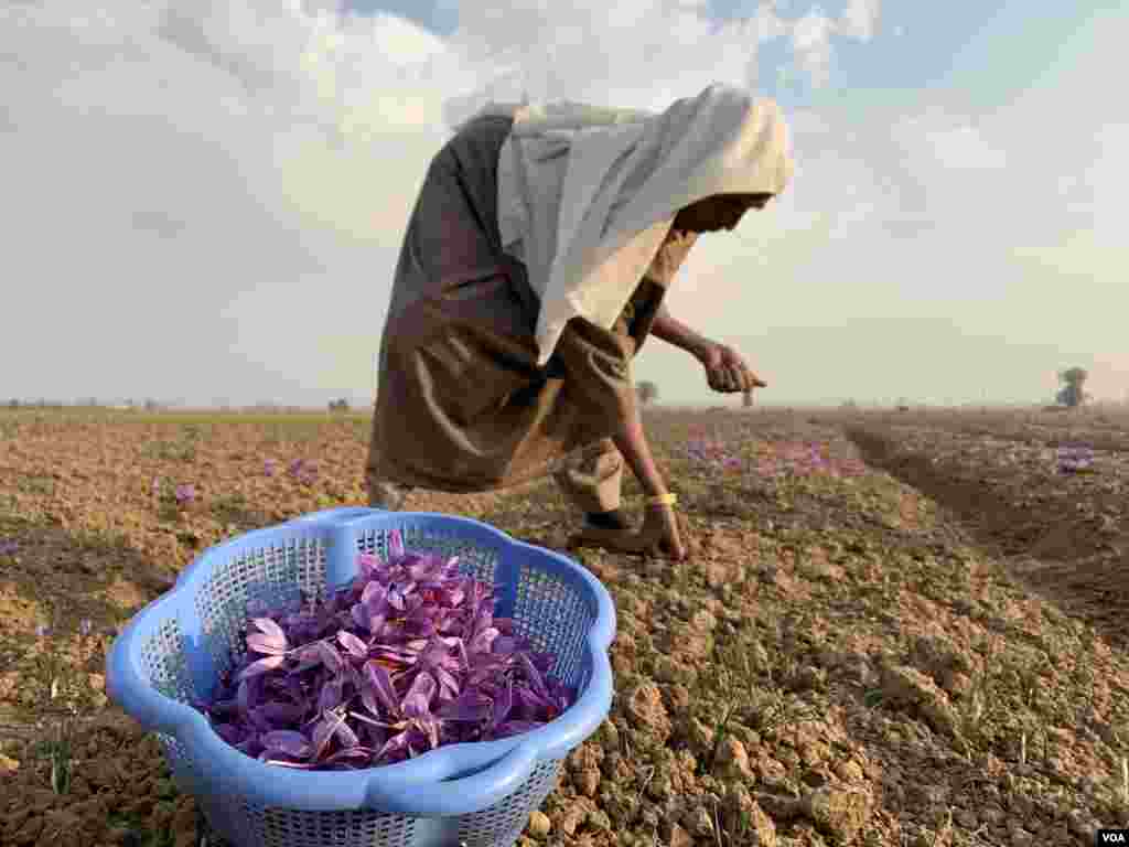 زعفران کا زیادہ تر استعمال کھانے میں ذائقے کے طور پر ہوتا ہے۔ فوڈ کلر کے طور پر بھی اس کا استعمال عام ہے۔&nbsp;