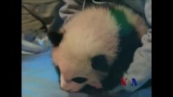 华盛顿熊猫宝宝将首次与公众见面