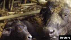 FILE - A Cape Buffalo rests with her newborn calf born at a zoo in Pretoria, South Africa, Jan. 1, 2000. 