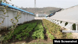독일 구호단체 '벨트훙게르힐페', 세계기아원조의 지원을 받는 북한 농장. 출처: Aurore Belkin/Welthungerhilfe