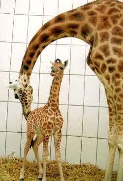 FILE - Barbie, a 10-day-old Nubian Giraffe, left, gets a playful nudge from her mother, Maji, at the Egyptian Temple in the Antwerp Zoo, April 11, 2000.