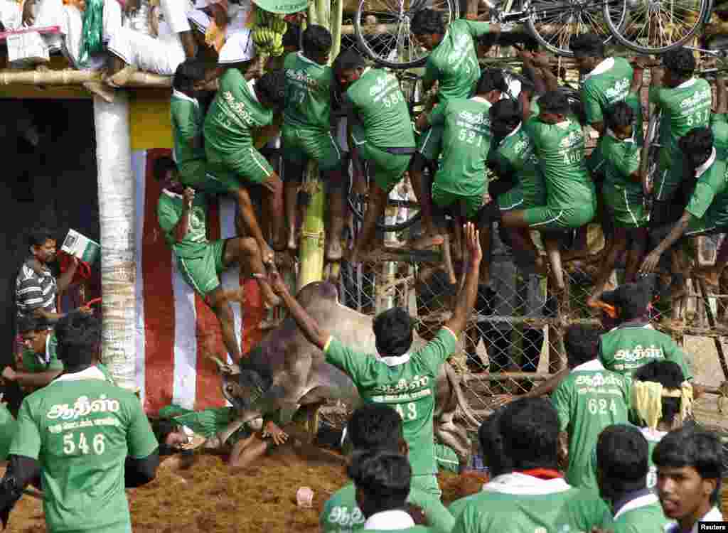 Villagers are pinned down by a bull as others climb a fence to protect themselves during a bull-taming festival on the outskirts of Madurai town, about 500 km (310 miles) from the southern Indian city of Chennai.