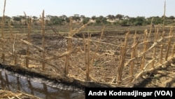 Site aménagé du village Madjikimarom, canton Ngueléa, région du Lac, le 13 novembre 2017. (VOA/André Kodmadjingar)