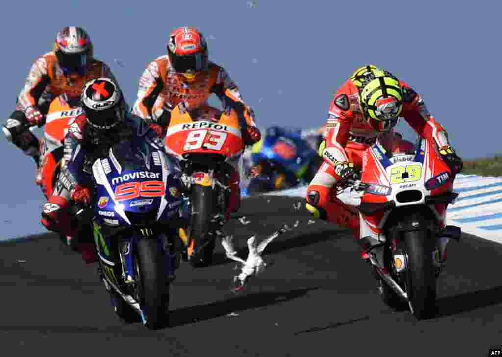 A seagull flies in front of Repsol Honda rider Marc Marquez (C) and Movitar Yamaha rider Jorge Lorenzo of Spain after smashing into Ducati rider Andrea Iannone of Italy on the opening lap of the MotoGP Australian Grand Prix at Phillip Island.