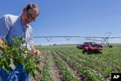 FILE - Jim Carlson pulls a pigweed plant from his field of soy beans in Silver Creek, north of Osceola, Nebraska, June 28, 2013.