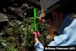 Maddie Wilson measures the height of a seedling at a reforestation test site on Tuesday, June 11, 2024, in Bellvue, Colorado. (AP Photo/Brittany Peterson)