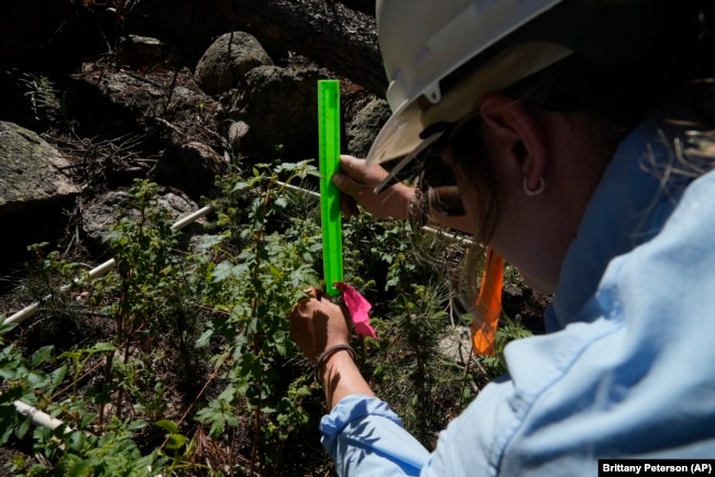 Maddie Wilson measures the height of a seedling at a reforestation test site on Tuesday, June 11, 2024, in Bellvue, Colorado. (AP Photo/Brittany Peterson)