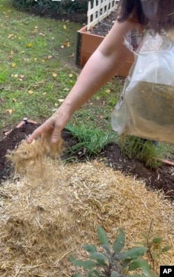 This Oct. 16, 2024, image provided by Jessica Damiano shows the application of straw mulch over a newly planted garlic bed. (Jessica Damiano via AP)