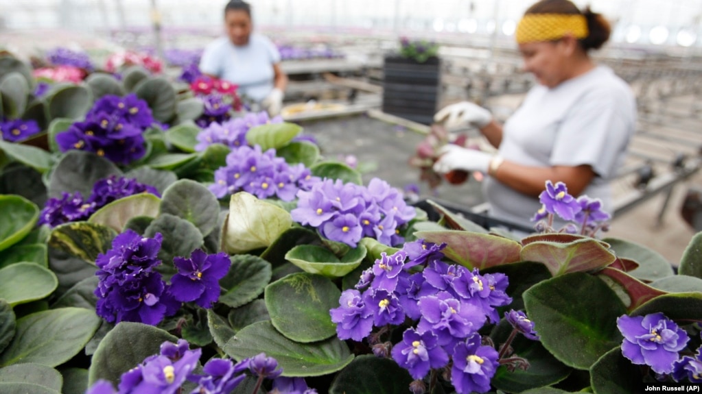 FILE - Workers check African violet plants at Hotkamp Greenhouse in Nashville, Tenn. on July 18,2007. (AP Photo/John Russell)