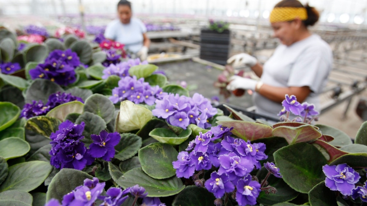 two-flowers-to-describe-quiet-shy-people