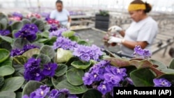 FILE - Workers check African violet plants at Hotkamp Greenhouse in Nashville, Tenn. on July 18,2007. (AP Photo/John Russell)