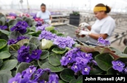 FILE: Workers check African violet plants before shipping in Nashville, TN. Holtkamp Greenhouses Inc. July 18,2007.