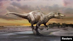 An artist's rendering of a carnivorous dinosaur unearthed in Argentina shows Murusraptor barrosaensis, which lived about 80 million years ago during the Cretaceous Period. (Courtesy: Jan Sovak) 