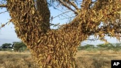 Un enjambre de langostas cubre un árbol en el norte de Kenia, África, 23 de junio de 2020.