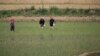 미 농무부 “북한 올해 쌀 160만t 수확 전망”…지난해와 같은 수준