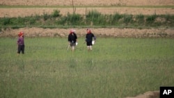 지난 6월 평양 고가도로 인근 논에서 농부들이 일하고 있다.