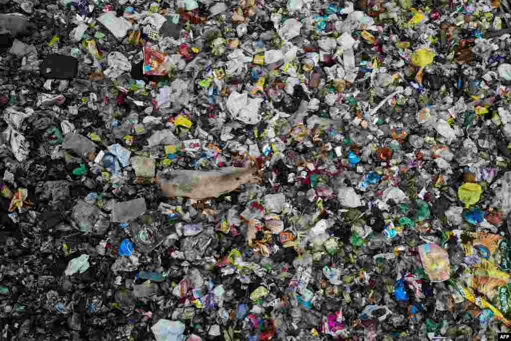 A pig eats garbage in a sewage drain canal covered in waste in a low-income neighborhood in New Delhi.