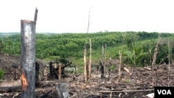 Penebangan hutan di semenanjung Kampar, propinsi Riau. (Foto: Dok)