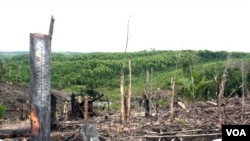 Penebangan hutan di semenanjung Kampar, propinsi Riau. Penebangan liar merupakan salah satu masalah lingkungan yang dihadapi Indonesia.