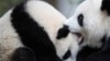 Panda gigante deja de ser una especie amenazada