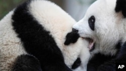 El gobierno chino ha enviado pandas a zoológicos de todo el mundo como un gesto diplomático de buena voluntad. 