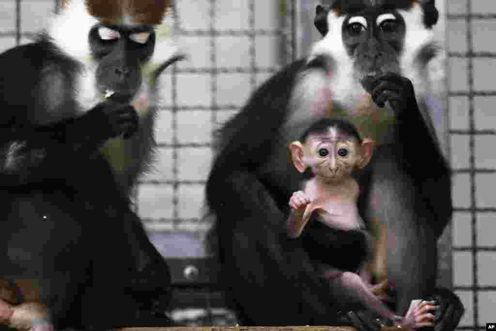 Seekor anak monyet Cherry-crowned Mangabey duduk di pangkuan ibunya dan di samping ayahnya di dalam rumah monyet di kebun binatang Tierpark di Berlin, Jerman.