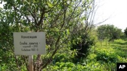 The Pavlovsk Experimental Station contains Europe's largest collection of fruit trees and berry plants, many of them found nowhere else on Earth.