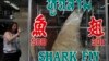 A woman takes a photograph of a dried shark fin on display at a restaurant in Bangkok, Thailand, Mar. 5, 2013. 