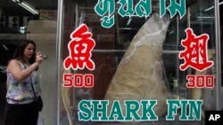 A woman takes a photograph of a dried shark fin on display at a restaurant in Bangkok, Thailand, Mar. 5, 2013. 