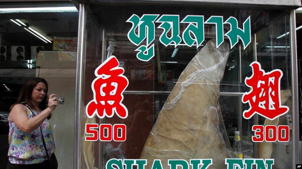 资料照片：泰国首都曼谷一家餐厅展示的鱼翅（2013年3月5日）(photo:VOA)