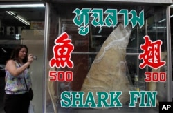 A woman takes a photograph of a dried shark fin on display at a restaurant in Bangkok, Thailand, Mar. 5, 2013.