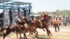 Pacuan Kuda Arab Dihidupkan Kembali di Raqqa Setelah ISIS Tersingkir