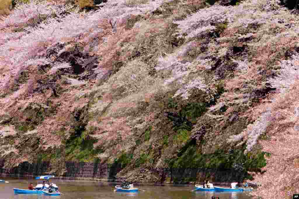 People row boats under the canopy of the cherry blossoms at the Imperial Palace moat in Tokyo. Japan gave 3,020 cherry blossom trees as a gift to the United States in 1912 to celebrate the nations' then-growing friendship. (AP)