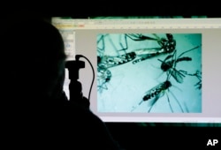 FILE - Evaristo Miqueli, a natural resources officer with Broward County Mosquito Control, looks through a microscope at Aedes aegypti mosquitoes in Pembroke Pines, Florida, June 28, 2016.