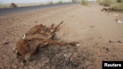 Cattle decompose under the Saharan sun outside the town of Ayoun el Atrous in Mauritania, May 20, 2012.