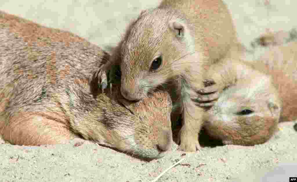 Prairie dog cubs play with a blade of grass at the Hannover Zoo in Germany, May 22, 2014.