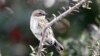 Pájaros que detectan tornados antes que los humanos