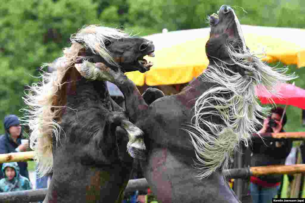 دو اسپ در حال مبارزه برای رهبری گله در اتریش.