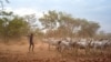 FILE - Cattle keepers walk with their cows during a seasonal migration of their cattle for grazing near Tonj, South Sudan, Feb. 16, 2020. Violence among cattle keepers has spiked as they have been migrating their cattle across the country.