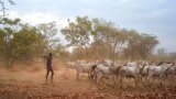 FILE - Cattle keepers walk with their cows during a seasonal migration of their cattle for grazing near Tonj, South Sudan, Feb. 16, 2020. Violence among cattle keepers has spiked as they have been migrating their cattle across the country.