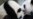 Panda gigante deja de ser una especie amenazada